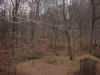 Woods near Brandywine.JPG (153560 bytes)